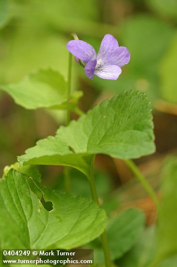Viola howellii