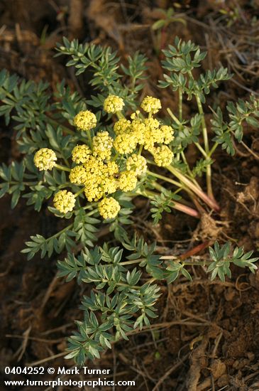 Lomatium cous