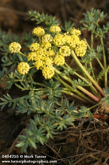 Lomatium cous