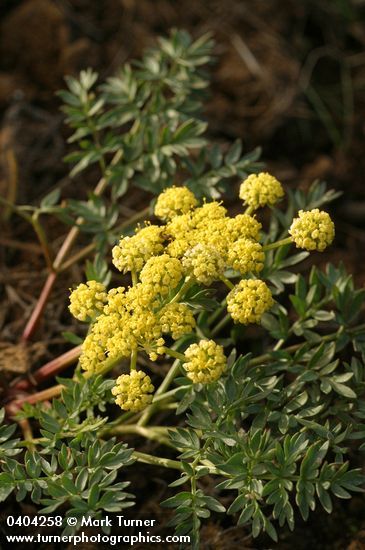 Lomatium cous