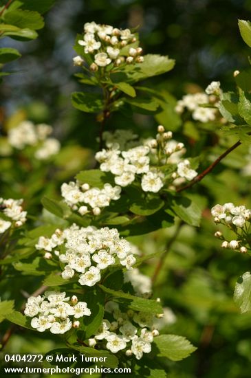 Crataegus douglasii var. douglasii
