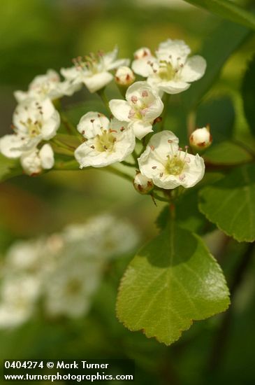 Crataegus douglasii var. douglasii
