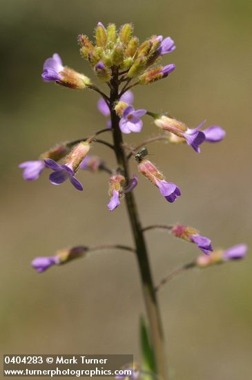 Arabis divaricarpa