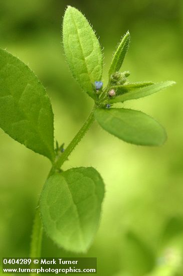 Asperugo procumbens