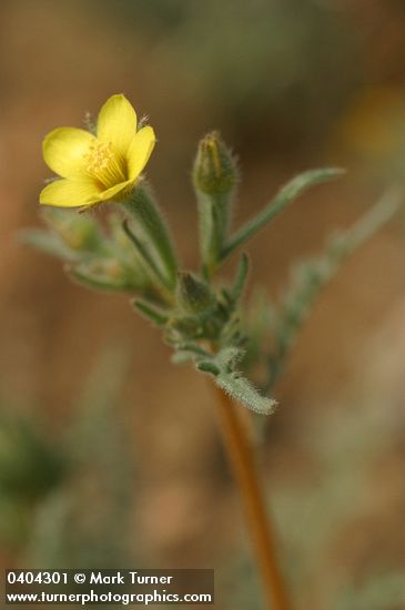 Mentzelia albicaulis