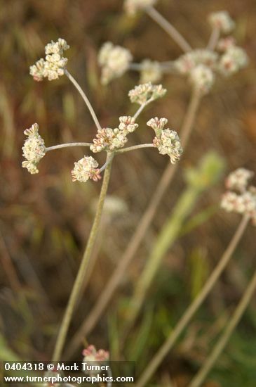Eriogonum strictum