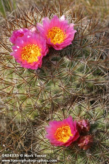 Pediocactus nigrispinus