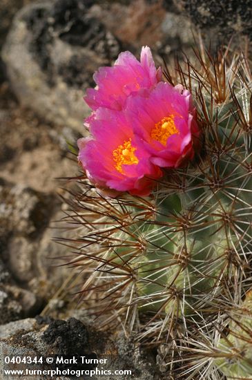 Pediocactus nigrispinus