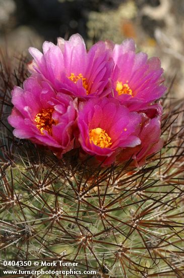 Pediocactus nigrispinus