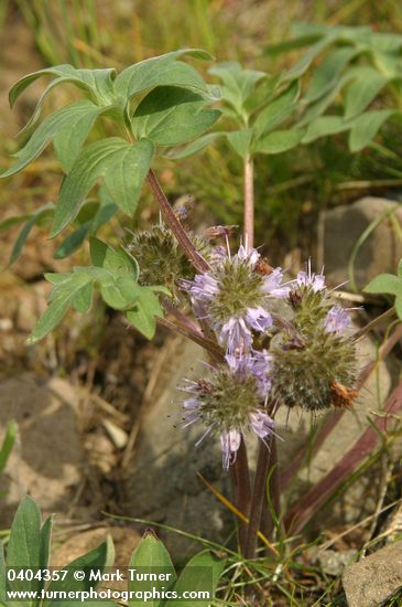 Hydrophyllum capitatum