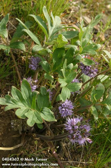Hydrophyllum capitatum