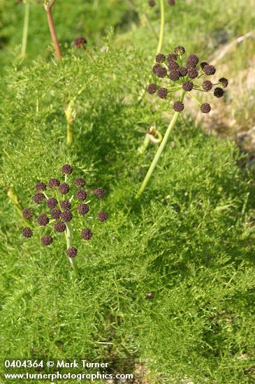 Lomatium dissectum