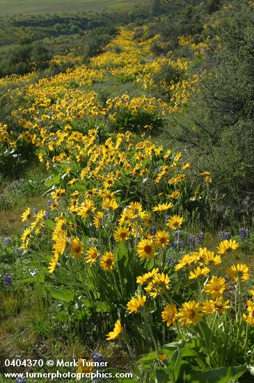Balsamorhiza sagittata; Lupinus lepidus