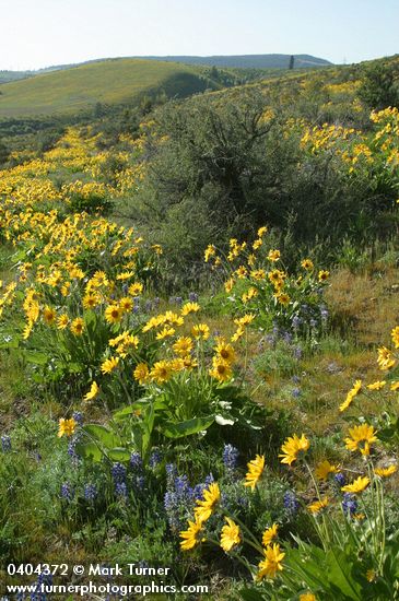 Balsamorhiza sagittata; Lupinus lepidus