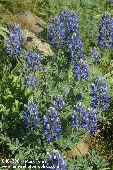 Lupinus lepidus