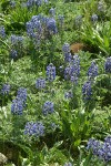 Pacific Lupines, backlit