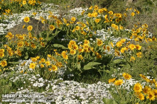 Balsamorhiza sagittata; Phlox speciosa