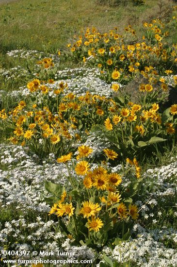 Balsamorhiza sagittata; Phlox speciosa