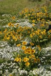 Arrow-leaved Balsamroot w/ Showy Phlox