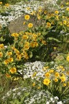 Arrow-leaved Balsamroot w/ Showy Phlox