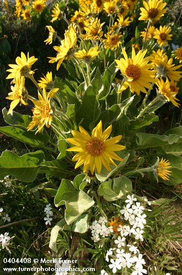 Balsamorhiza sagittata; Phlox speciosa