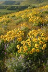 Arrow-leaved Balsamroot & Sulphur Lupines carpet hillside above Yakima R valley