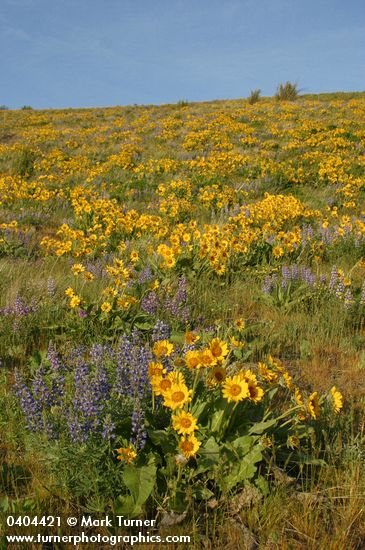 Balsamorhiza sagittata; Lupinus sulphureus