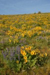 Arrow-leaved Balsamroot & Sulphur Lupines carpet hillside