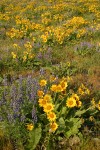 Arrow-leaved Balsamroot & Sulphur Lupines carpet hillside