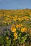 Arrow-leaved Balsamroot & Sulphur Lupines carpet hillside