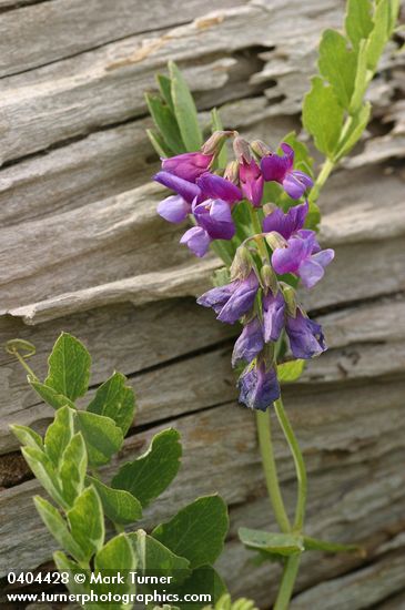 Lathyrus japonicus