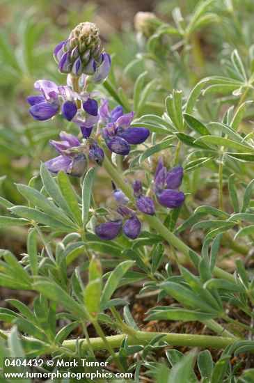 Lupinus littoralis