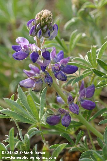 Lupinus littoralis