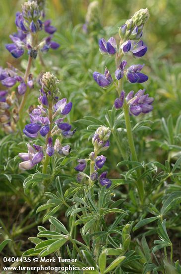 Lupinus littoralis