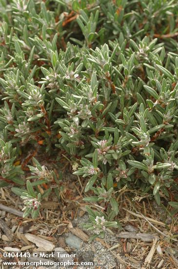 Polygonum paronychia