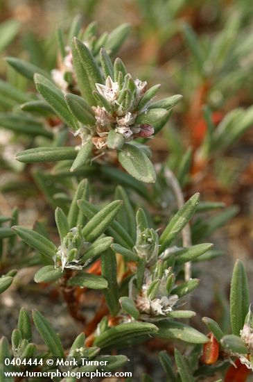 Polygonum paronychia