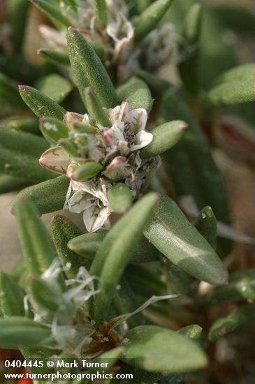 Polygonum paronychia