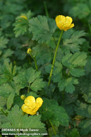 Ranunculus repens