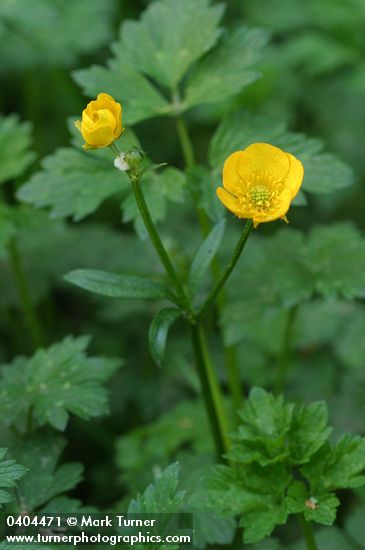 Ranunculus repens