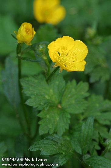 Ranunculus repens