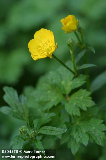 Ranunculus repens