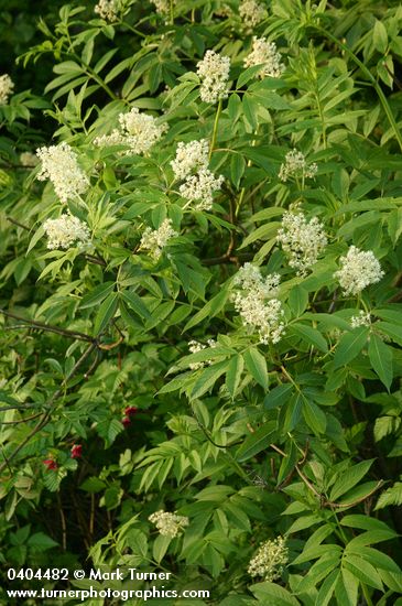 Sambucus racemosa