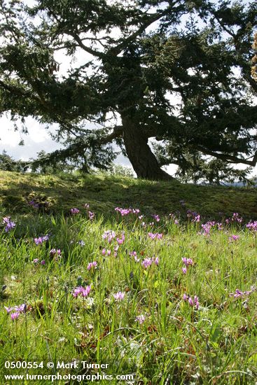 Dodecatheon hendersonii; Pseudotsuga menziesii