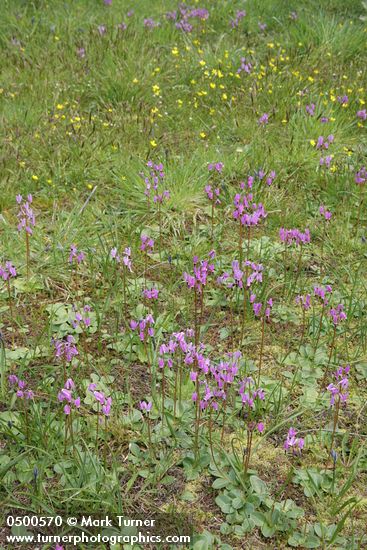 Dodecatheon hendersonii