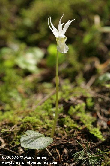 Calypso bulbosa