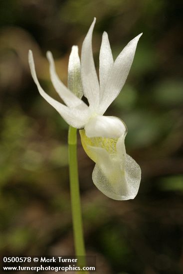 Calypso bulbosa