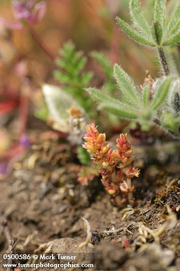 Crassula connata (Tillea erecta)