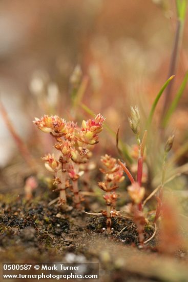 Crassula connata (Tillea erecta)