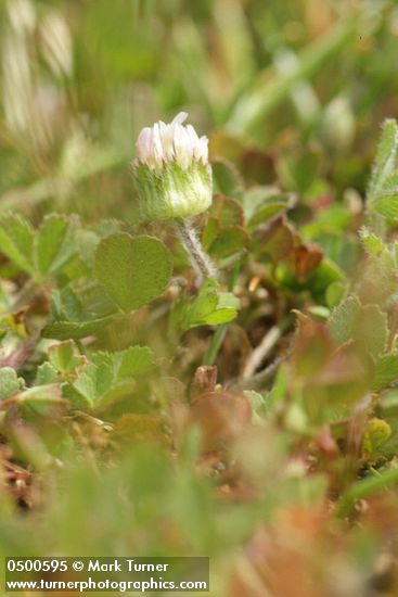 Trifolium microdon