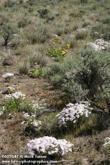 Phlox speciosa; Artemisia tridentata; Balsamorhiza sagittata